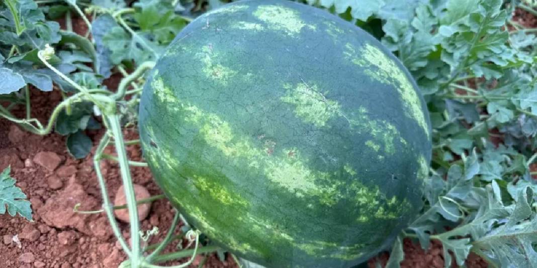 1.5 dönümden 9 ton ürün bekleniyor: Karpuz hasadı için heyecan başladı 4